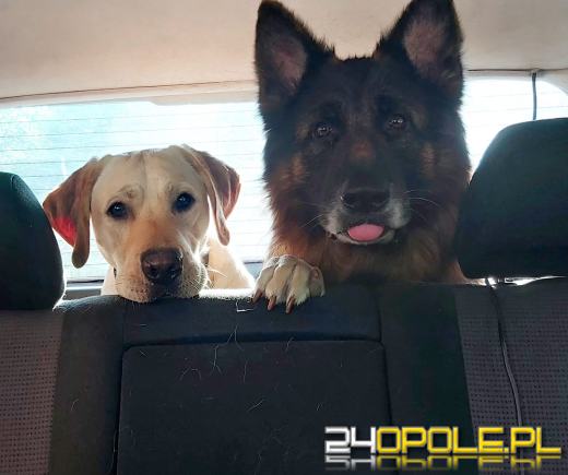 Swoje święto obchodzi dziś najwierniejszy przyjaciel człowieka - PIES