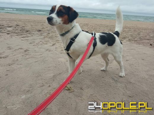 Swoje święto obchodzi dziś najwierniejszy przyjaciel człowieka - PIES