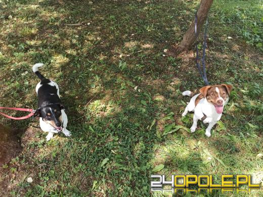 Swoje święto obchodzi dziś najwierniejszy przyjaciel człowieka - PIES