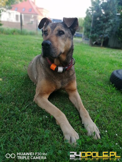 Swoje święto obchodzi dziś najwierniejszy przyjaciel człowieka - PIES