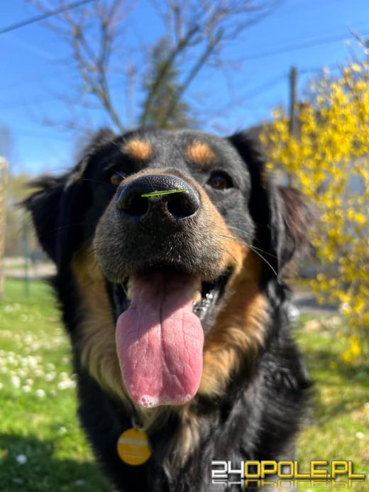 Swoje święto obchodzi dziś najwierniejszy przyjaciel człowieka - PIES