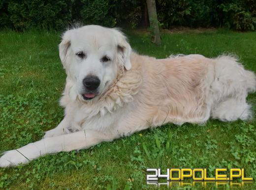 Swoje święto obchodzi dziś najwierniejszy przyjaciel człowieka - PIES