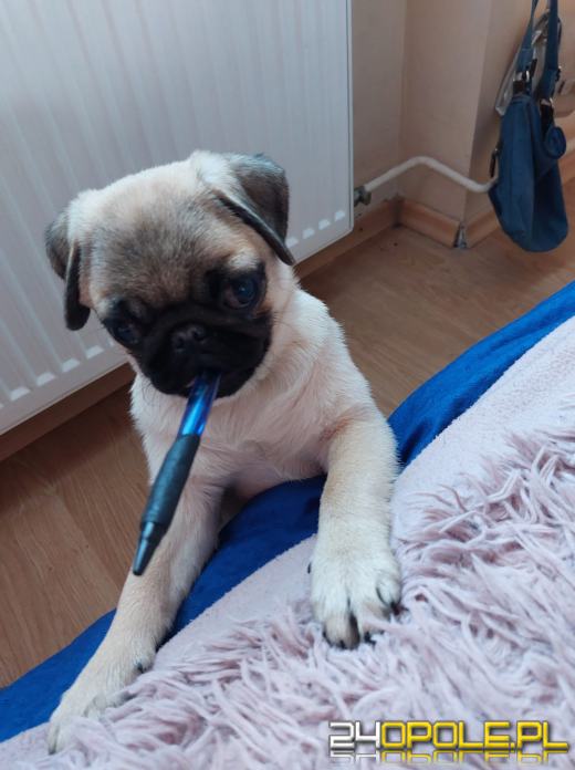 Swoje święto obchodzi dziś najwierniejszy przyjaciel człowieka - PIES