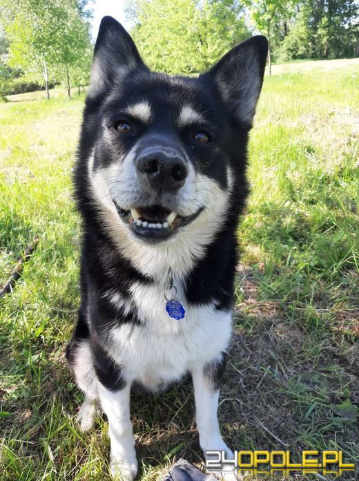 Swoje święto obchodzi dziś najwierniejszy przyjaciel człowieka - PIES