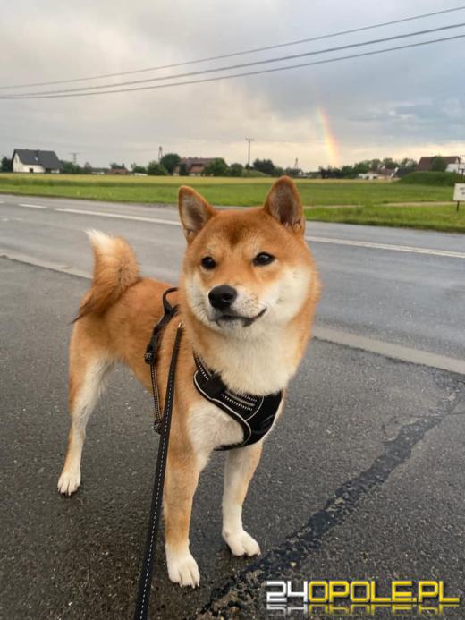 Swoje święto obchodzi dziś najwierniejszy przyjaciel człowieka - PIES