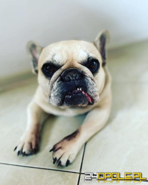 Swoje święto obchodzi dziś najwierniejszy przyjaciel człowieka - PIES