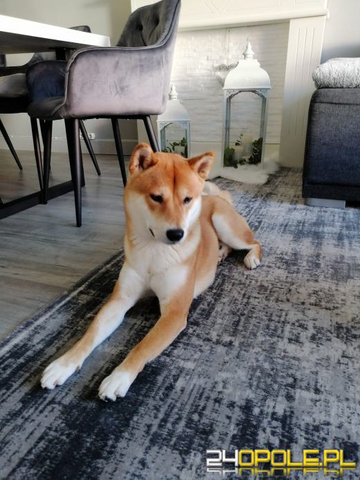 Swoje święto obchodzi dziś najwierniejszy przyjaciel człowieka - PIES