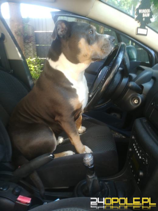 Swoje święto obchodzi dziś najwierniejszy przyjaciel człowieka - PIES