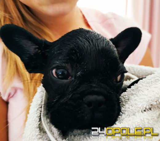 Swoje święto obchodzi dziś najwierniejszy przyjaciel człowieka - PIES