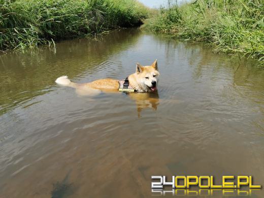 Swoje święto obchodzi dziś najwierniejszy przyjaciel człowieka - PIES