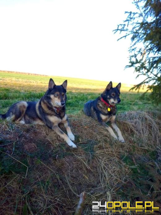 Swoje święto obchodzi dziś najwierniejszy przyjaciel człowieka - PIES