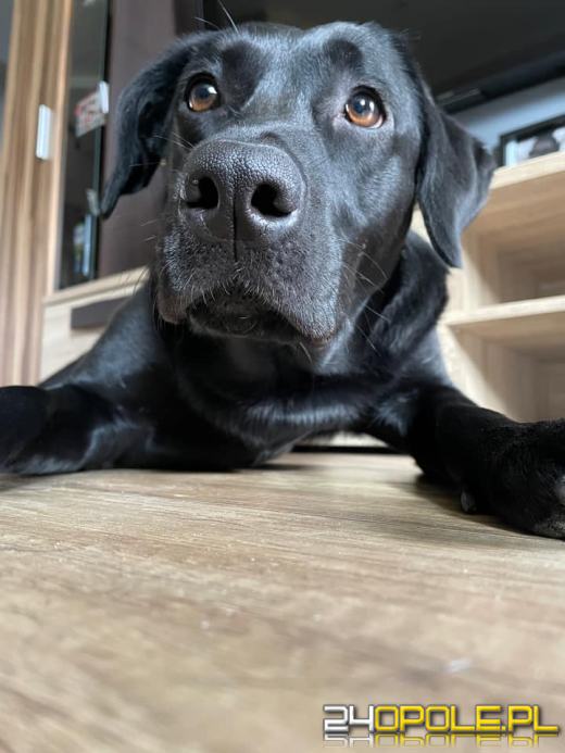 Swoje święto obchodzi dziś najwierniejszy przyjaciel człowieka - PIES