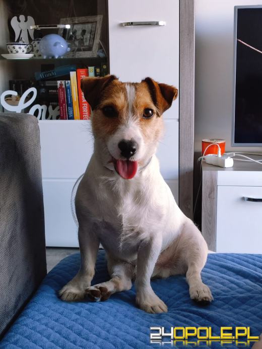 Swoje święto obchodzi dziś najwierniejszy przyjaciel człowieka - PIES