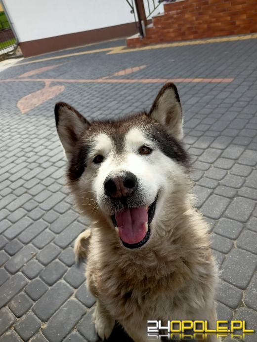 Swoje święto obchodzi dziś najwierniejszy przyjaciel człowieka - PIES