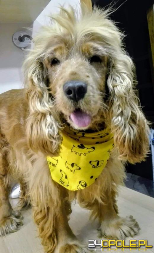 Swoje święto obchodzi dziś najwierniejszy przyjaciel człowieka - PIES