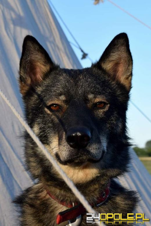 Swoje święto obchodzi dziś najwierniejszy przyjaciel człowieka - PIES