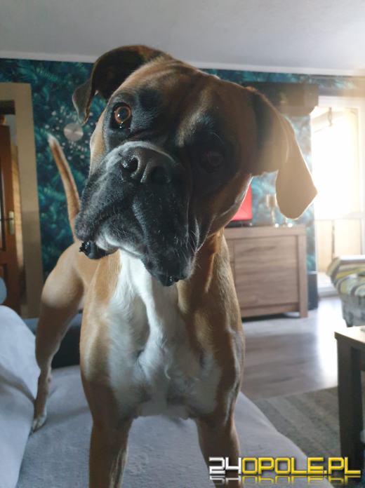 Swoje święto obchodzi dziś najwierniejszy przyjaciel człowieka - PIES