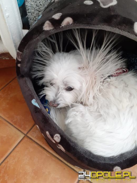 Swoje święto obchodzi dziś najwierniejszy przyjaciel człowieka - PIES