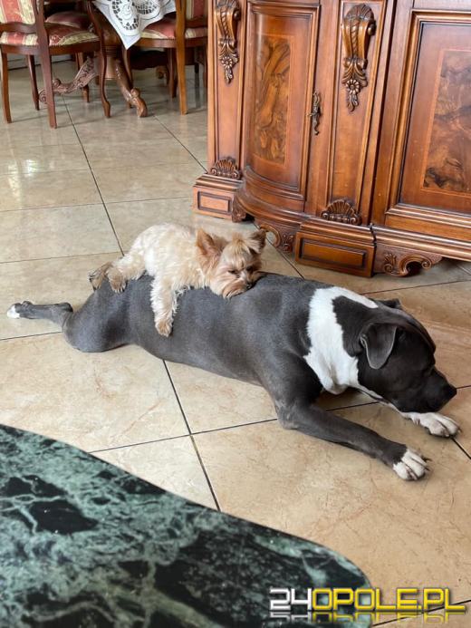 Swoje święto obchodzi dziś najwierniejszy przyjaciel człowieka - PIES