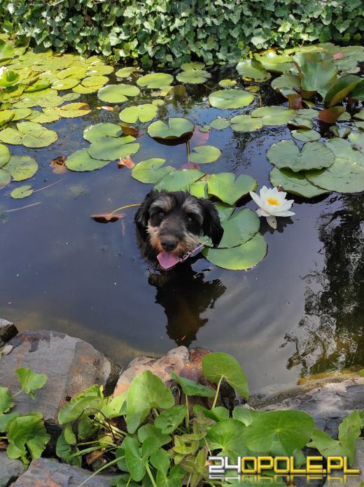 Swoje święto obchodzi dziś najwierniejszy przyjaciel człowieka - PIES