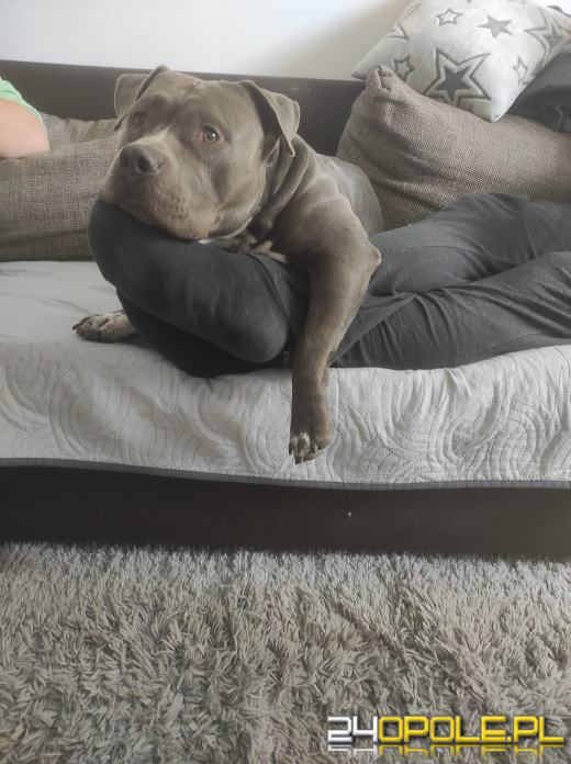 Swoje święto obchodzi dziś najwierniejszy przyjaciel człowieka - PIES