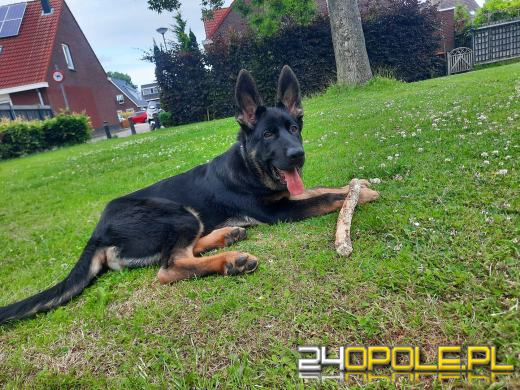 Swoje święto obchodzi dziś najwierniejszy przyjaciel człowieka - PIES