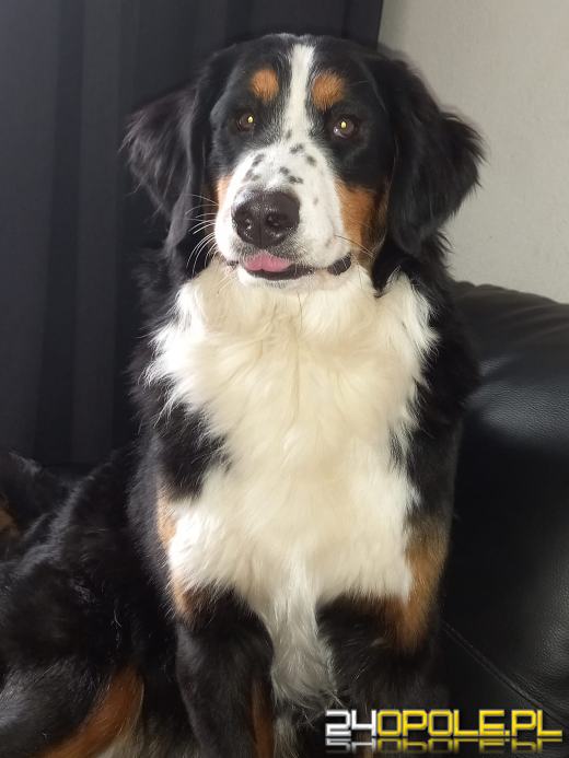 Swoje święto obchodzi dziś najwierniejszy przyjaciel człowieka - PIES