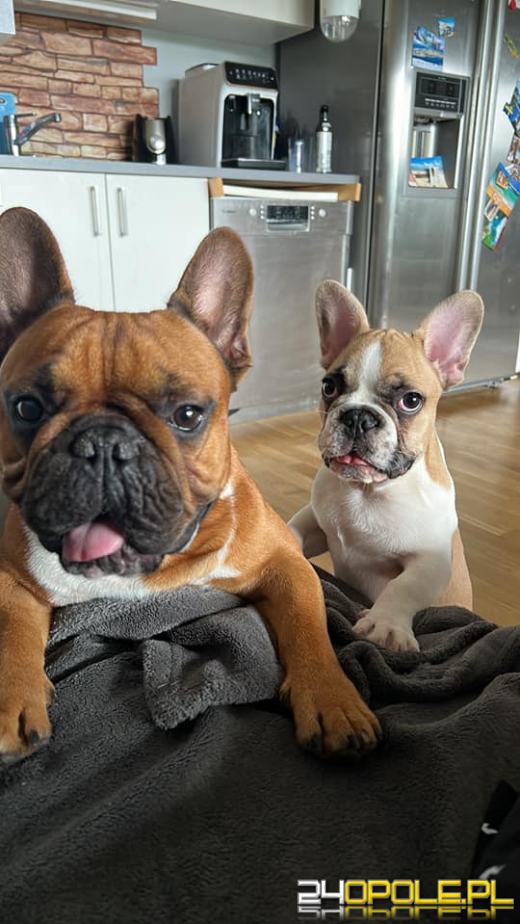 Swoje święto obchodzi dziś najwierniejszy przyjaciel człowieka - PIES