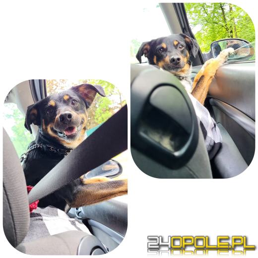 Swoje święto obchodzi dziś najwierniejszy przyjaciel człowieka - PIES