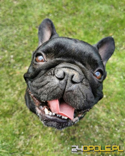 Swoje święto obchodzi dziś najwierniejszy przyjaciel człowieka - PIES