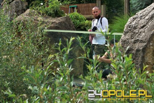 Opolskie Towarzystwo Przyrodnicze zadbało o bezpieczeństwo ptaków w zoo