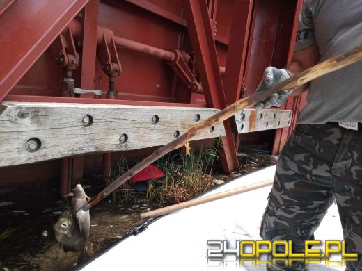 Masa śniętych ryb w powiecie kędzierzyńsko-kozielskim. Wyłowiono ich ponad tonę