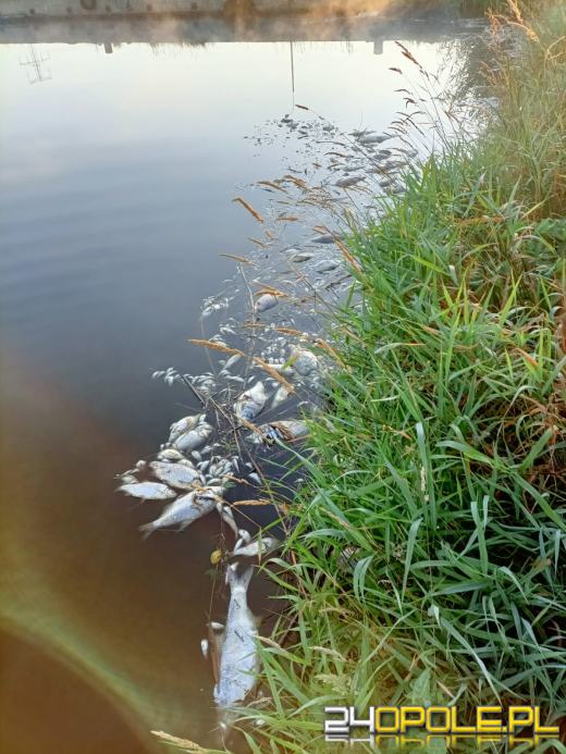 Masa śniętych ryb w powiecie kędzierzyńsko-kozielskim. Wyłowiono ich ponad tonę