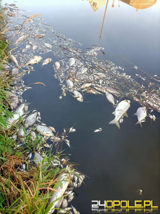 Masa śniętych ryb w powiecie kędzierzyńsko-kozielskim. Wyłowiono ich ponad tonę