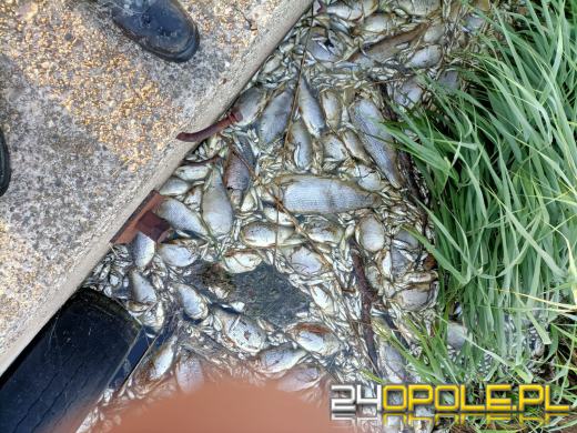 Masa śniętych ryb w powiecie kędzierzyńsko-kozielskim. Wyłowiono ich ponad tonę