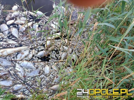 Masa śniętych ryb w powiecie kędzierzyńsko-kozielskim. Wyłowiono ich ponad tonę