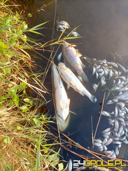Masa śniętych ryb w powiecie kędzierzyńsko-kozielskim. Wyłowiono ich ponad tonę