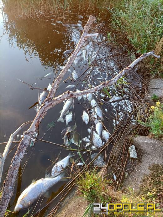 Masa śniętych ryb w powiecie kędzierzyńsko-kozielskim. Wyłowiono ich ponad tonę