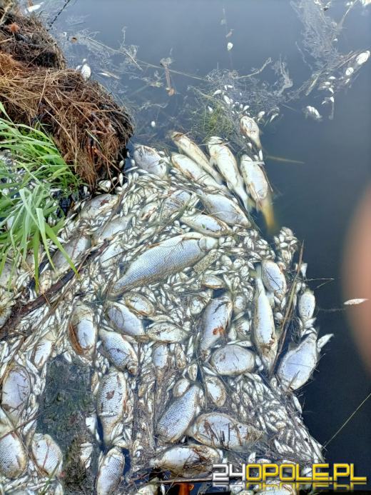 Masa śniętych ryb w powiecie kędzierzyńsko-kozielskim. Wyłowiono ich ponad tonę