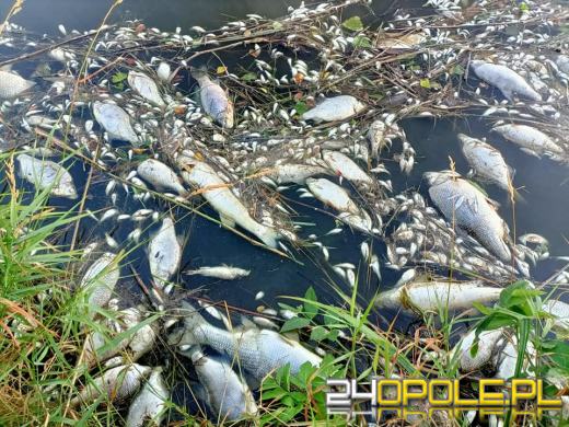 Masa śniętych ryb w powiecie kędzierzyńsko-kozielskim. Wyłowiono ich ponad tonę
