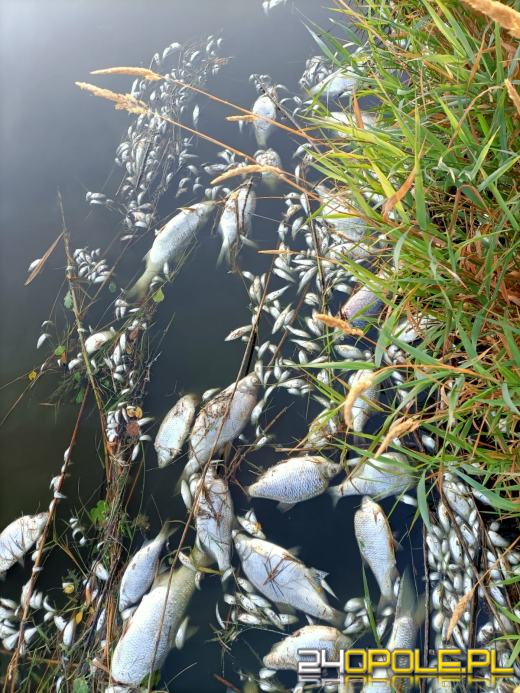 Masa śniętych ryb w powiecie kędzierzyńsko-kozielskim. Wyłowiono ich ponad tonę