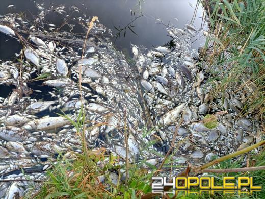 Masa śniętych ryb w powiecie kędzierzyńsko-kozielskim. Wyłowiono ich ponad tonę