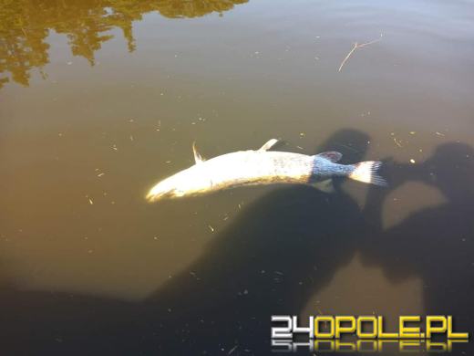 Masa śniętych ryb w powiecie kędzierzyńsko-kozielskim. Wyłowiono ich ponad tonę