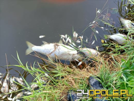 Masa śniętych ryb w powiecie kędzierzyńsko-kozielskim. Wyłowiono ich ponad tonę