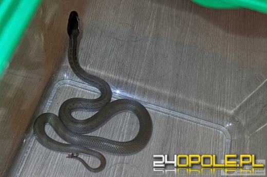 Mężczyzna korzystał z WC, kiedy spadł mu na plecy wielki wąż!