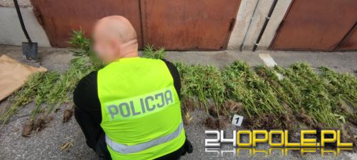 Lecieli z sercem do przeszczepu. Z helikoptera wypatrzyli plantację konopi