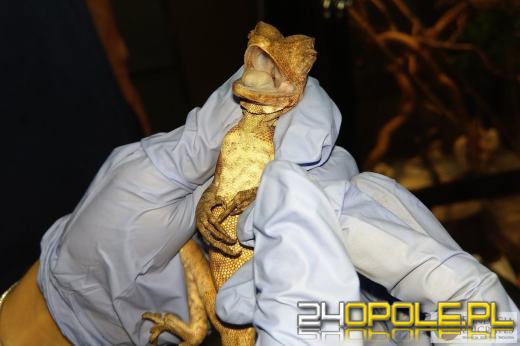 To chyba pierwszy taki wyrok w Polsce za znęcanie się nad gadami 