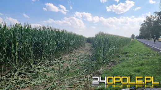 Skosił osobówką kukurydzę. Nieudane wyprzedzanie w gminie Reńska Wieś