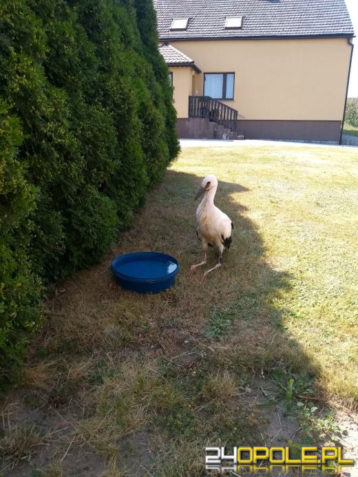 Bociani "falstart" w Wawelnie. Interweniowali strażacy