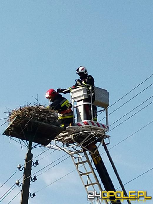 Bociani "falstart" w Wawelnie. Interweniowali strażacy